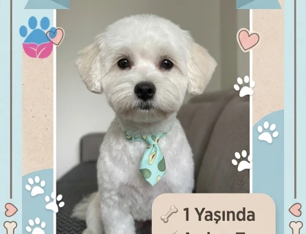 Maltese terrier 1 yaşında erkek - 118985132