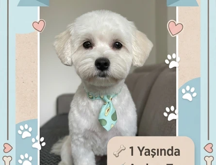 Maltese terrier 1 yaşında erkek - 118985132