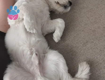 Maltese terrier 1 yaşında erkek - Görsel 3