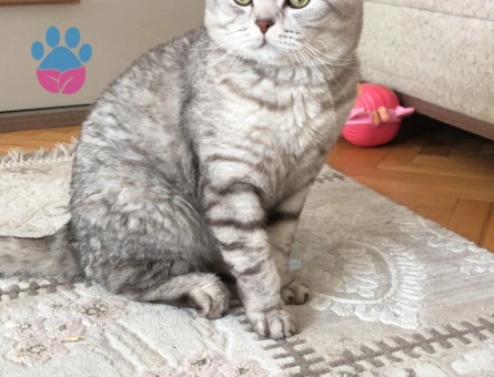 Sakin ve Karizmatik Oğlumuza [Scottish Fold] Eş Arayışımız Bulunuyor. - Görsel 2