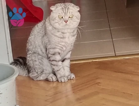 Sakin ve Karizmatik Oğlumuza [Scottish Fold] Eş Arayışımız Bulunuyor. - Görsel 3