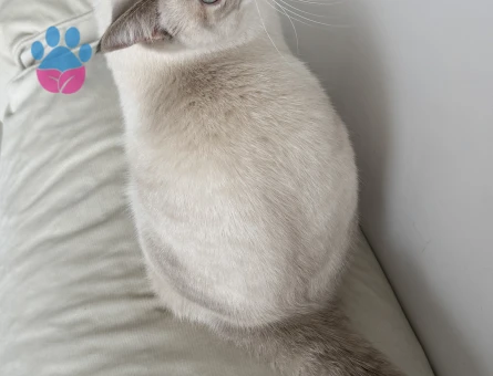 British silver Blue Point çiftleştirme - Görsel 3