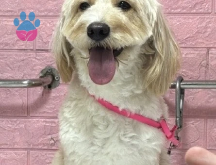 2 yaş Maltipoo oğluma gelin adayı arıyorum - Görsel 3