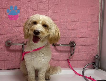 2 yaş Maltipoo oğluma gelin adayı arıyorum - Görsel 4