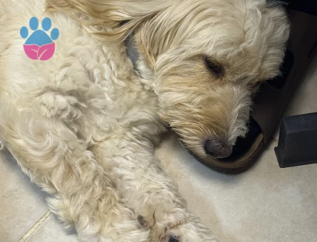 2 yaş Maltipoo oğluma gelin adayı arıyorum - Görsel 5