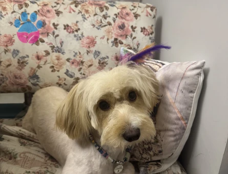 2 yaş Maltipoo oğluma gelin adayı arıyorum - Görsel 2