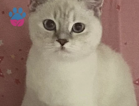 British Shorthair Eş Adayı Arıyoruz - 118985137