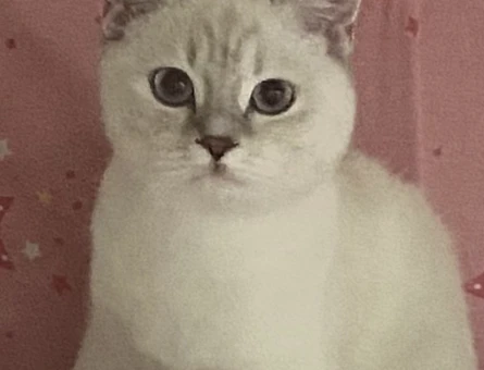British Shorthair Eş Adayı Arıyoruz - 118985137