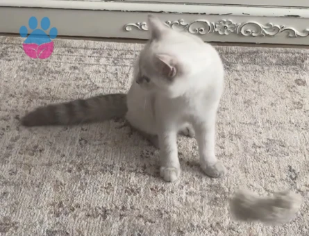 British Shorthair Eş Adayı Arıyoruz - Görsel 3