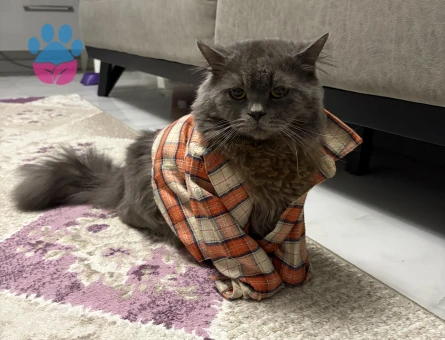 British Longhair Erkek kedimize eş arıyoruz - 118985138