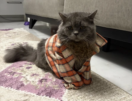 British Longhair Erkek kedimize eş arıyoruz - 118985138