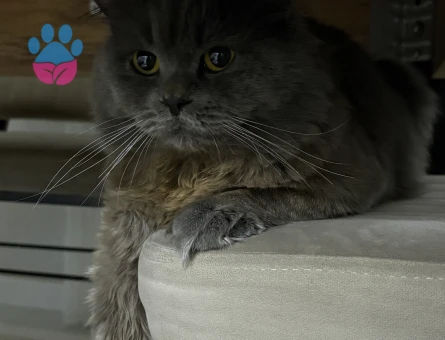 British Longhair Erkek kedimize eş arıyoruz - Görsel 3