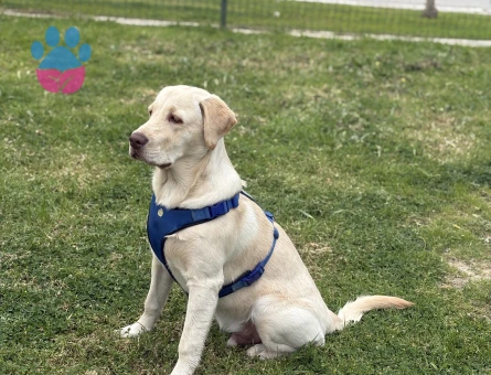 Labrador Köpeğime Dişi Eş arıyorum - 118985139