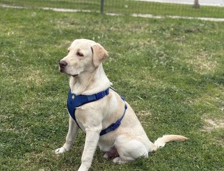 Labrador Köpeğime Dişi Eş arıyorum - 118985139