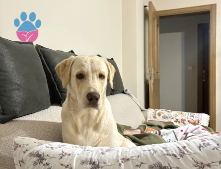 Labrador Köpeğime Dişi Eş arıyorum - Görsel 3