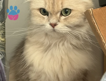 British Longhair Miraya eş arıyoruz - Görsel 4