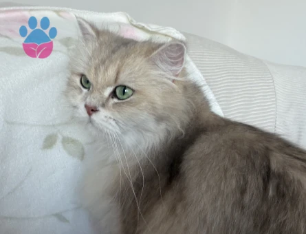 British Longhair Miraya eş arıyoruz - 118985140