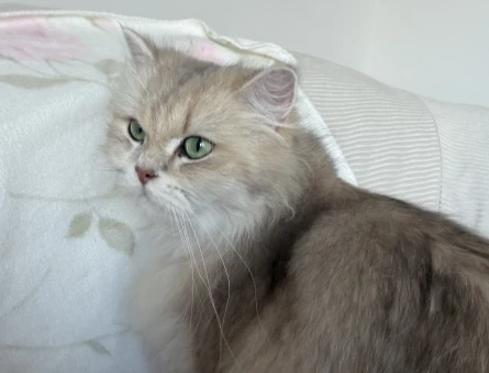British Longhair Miraya eş arıyoruz - 118985140