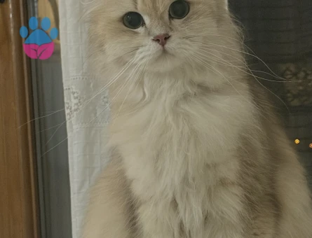 British Longhair Miraya eş arıyoruz - Görsel 3
