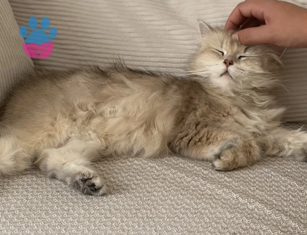 British Longhair Miraya eş arıyoruz - Görsel 5