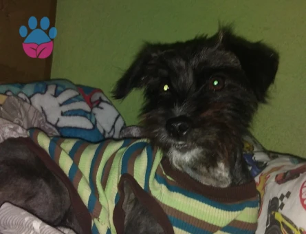 Havanese İncime eş arıyorum - Görsel 3