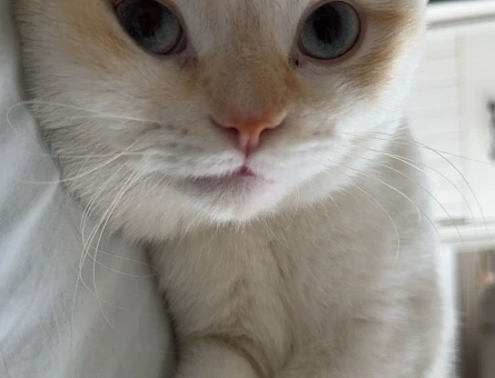 Scottish Fold Erkek Güzeli Prensesini Arıyor - 118972250