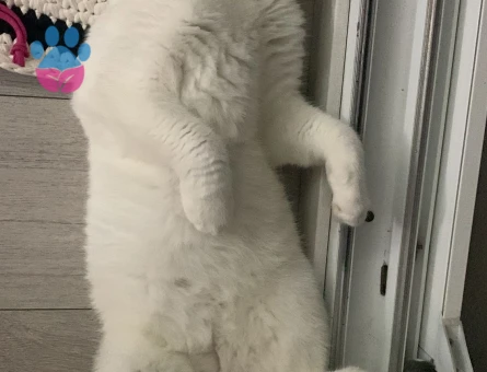 Scottish Fold Erkek Güzeli Prensesini Arıyor