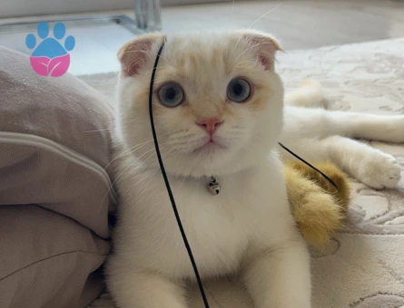 Scottish Fold Erkek Güzeli Prensesini Arıyor
