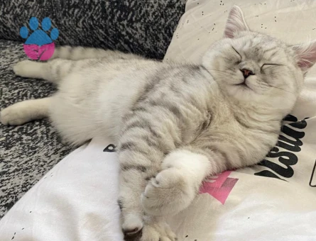 British Shorthair Yakışıklı oğlumuza eş arıyoruz