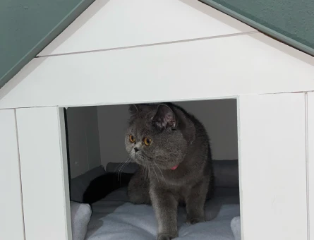 1.5 yasinda hic ciftlesmemis  British Shorthair Kedime Eş Arıyorum - 118972258
