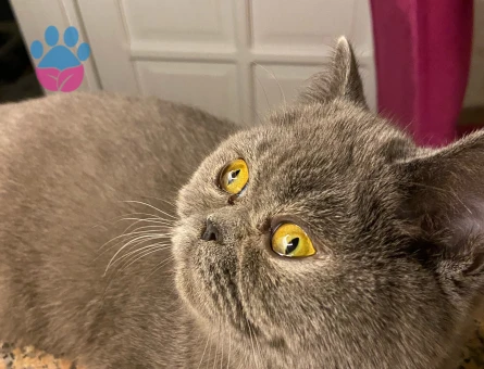 1.5 yasinda hic ciftlesmemis  British Shorthair Kedime Eş Arıyorum
