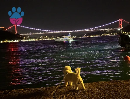 Maltese Terrier Oğluma Gelin Arıyorum