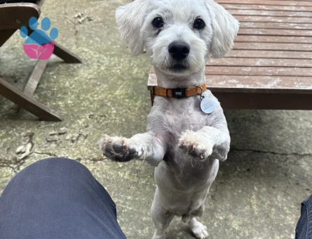 Maltese Terrier Oğluma Gelin Arıyorum