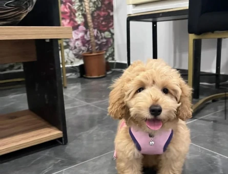 TOY POODLE - 118980203