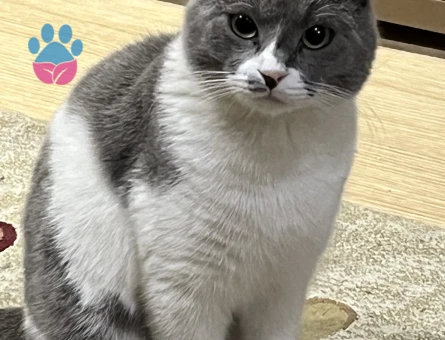 dişi kediler arıyoruz