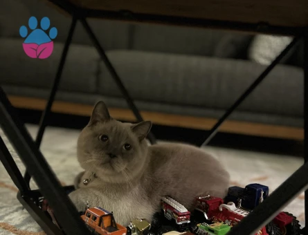 Oğlumuza eş arıyoruz