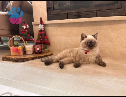 British Shorthair 1.5 Yaşında Eş Arıyor