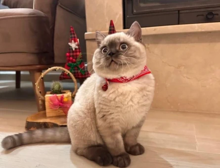 British Shorthair 1.5 Yaşında Eş Arıyor - 118972688