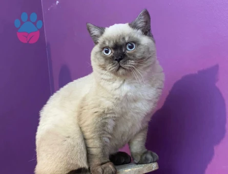British Shorthair 1.5 Yaşında Eş Arıyor