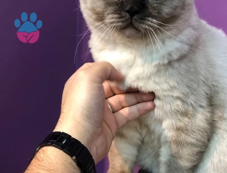 British Shorthair 1.5 Yaşında Eş Arıyor
