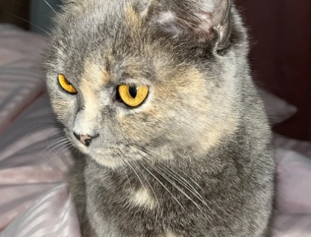 British Shorthair Kedime eş arıyorum - 118972692