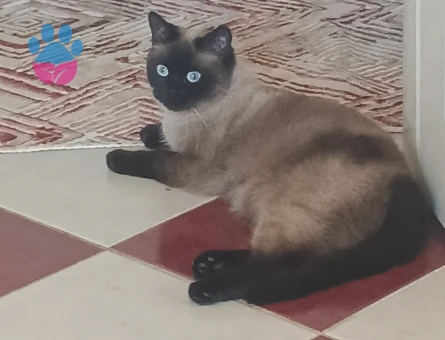 2 yaşında Siyam dişi Kedime Eş Arıyorum