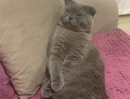 Scottish fold erkek 1.5 yaşında - 118972698