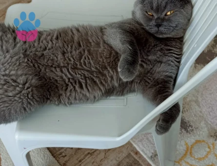 Scottish fold erkek 1.5 yaşında
