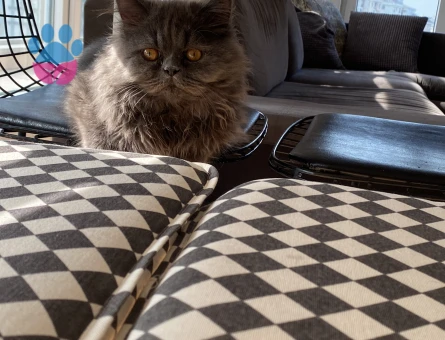 İran kedisi 1 yaşında