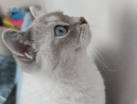 SİLVER POİNT ERKEK KEDİMİZE EŞ ARIYORUZ.