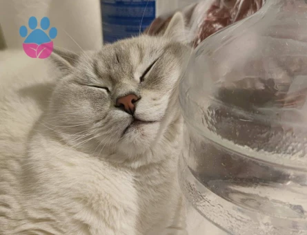 SİLVER POİNT ERKEK KEDİMİZE EŞ ARIYORUZ.