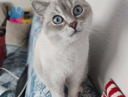 SİLVER POİNT ERKEK KEDİMİZE EŞ ARIYORUZ.