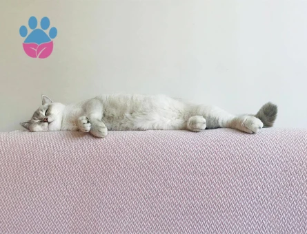 SİLVER POİNT ERKEK KEDİMİZE EŞ ARIYORUZ.