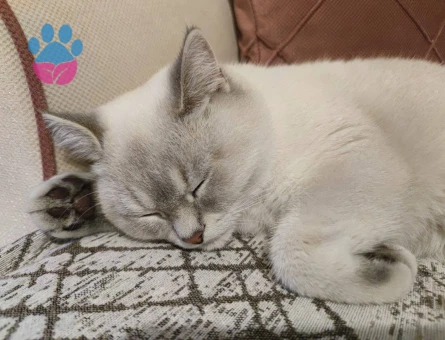 SİLVER POİNT ERKEK KEDİMİZE EŞ ARIYORUZ.